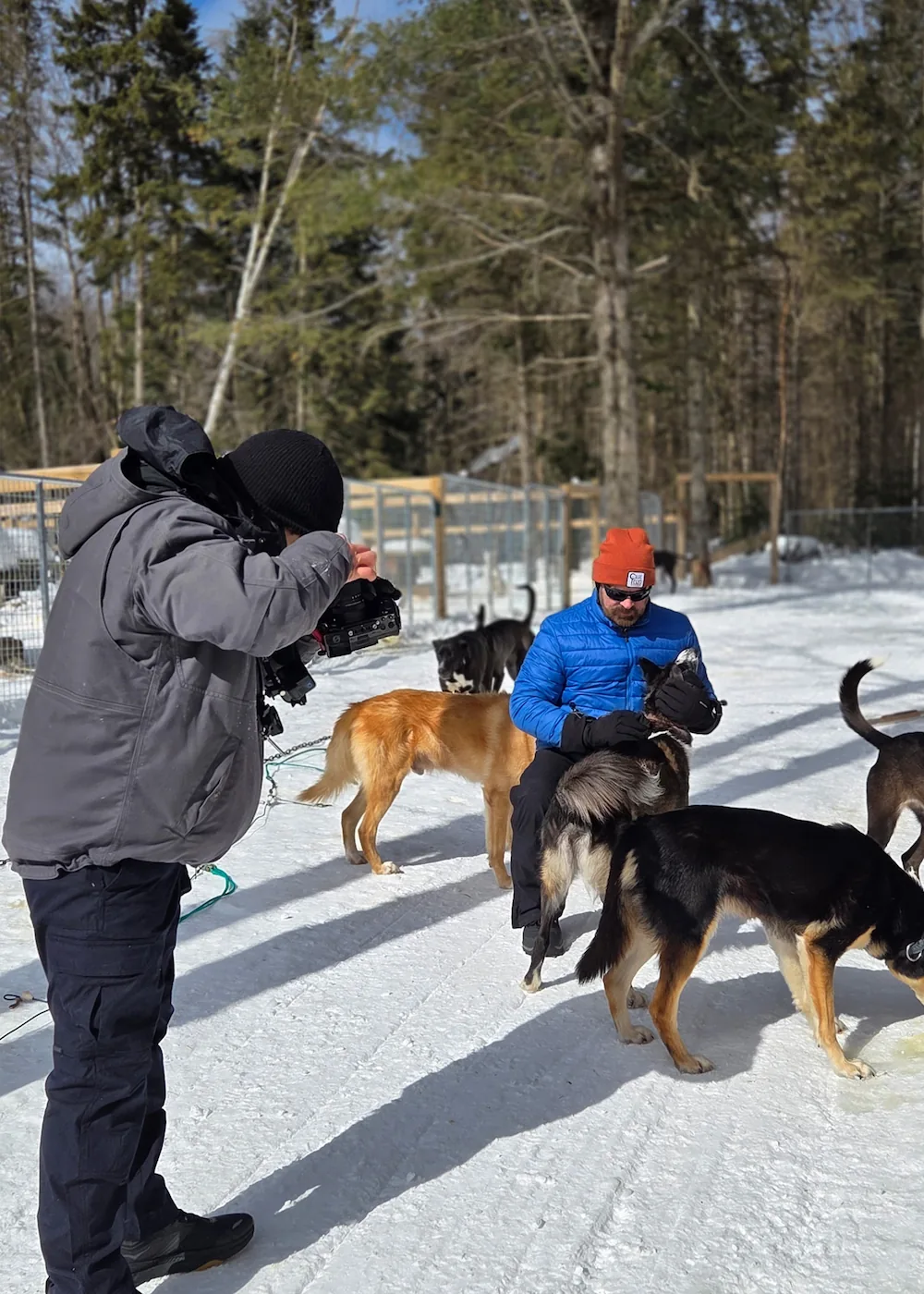 Dog Sledding