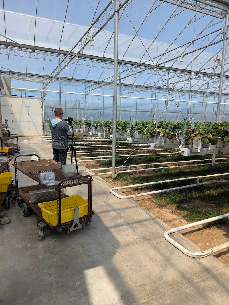 cameraman filming strawberry